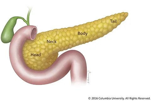 Structure of pancreas